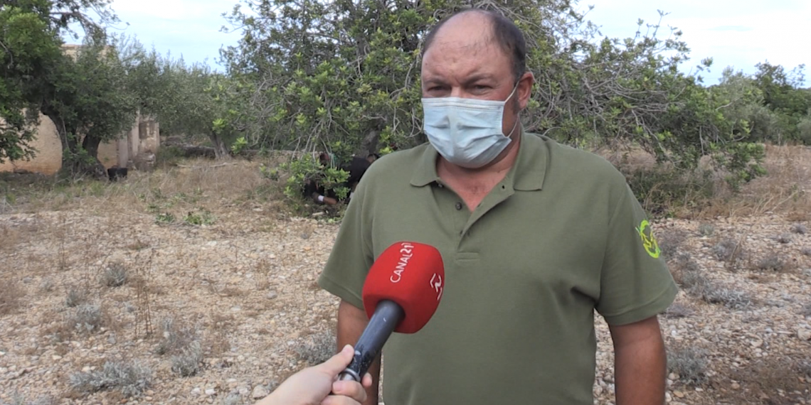 Els pagesos reclamen solucions per aturar els robatoris de garrofes