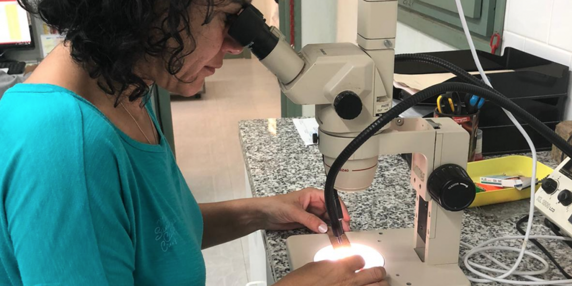 El COPATE fa un seguiment per detectar els punts amb mosquit tigre a l’Ebre