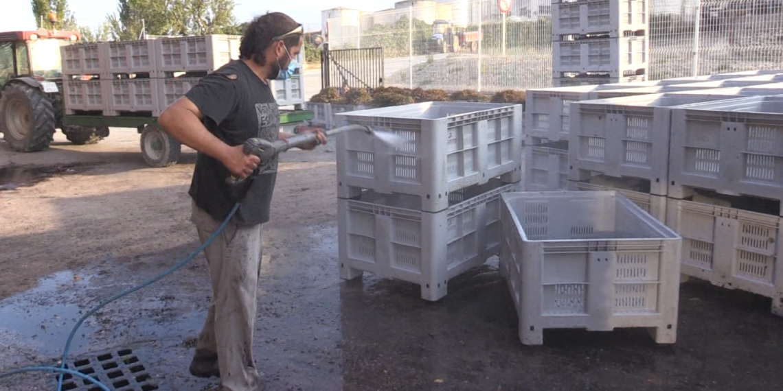 La borsa de temporers de proximitat per la verema a la Terra Alta esdevé un èxit