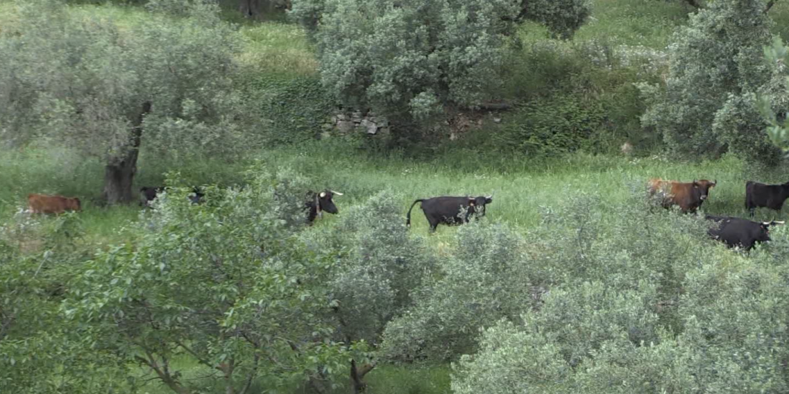 Els taurins defensen que els ajuts que reben són per a la gestió dels bous en espais protegits