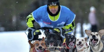 El musher tortosí Kiko Vallespí tindrà com a reptes la Grande Odyssee i la Pyrénées Race