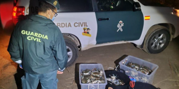 La Guàrdia Civil intervé 450 exemplars de cranc blau vius