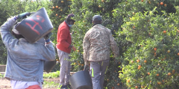 Els grups bombolla arriben a les colles per garantir temporada citrícola sense contagis