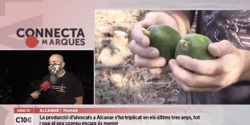 #10COMARQUES: Alcanar, l’epicentre català en producció d’alvocats