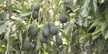 Alcanar és el principal productor d’alvocats de Catalunya