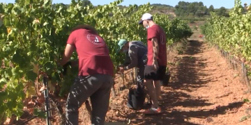 El Departament d’Empresa destina 1,65 milions d’euros en ajuts als cellers amb DO de Catalunya