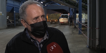 La producció d’oliva cau més de la meitat aquesta campanya