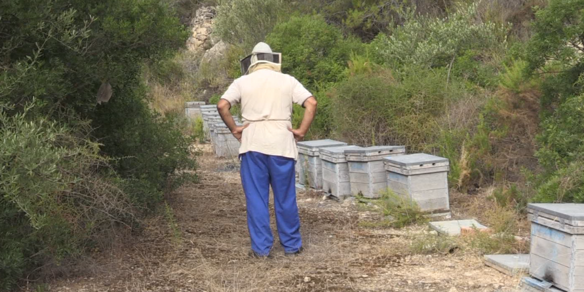 Unió de Pagesos demana la implicació de l’administració per aturar la vespa asiàtica