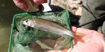Alliberen més de 1.100 exemplars de peixos autòctons a l’embassament de la Palma d’Ebre