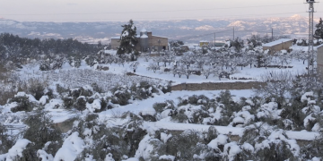 El 70% de les hectàrees d’oliveres de la Terra Alta pateixen danys per la neu
