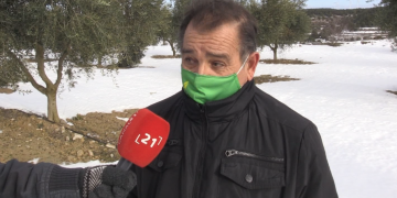 ASAJA demana ajuts immediats als productors d’oliveres afectats pel Filomena