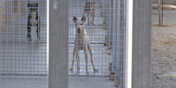 Movem Tortosa reclama municipalitzar la gossera quan venci el contracte al febrer