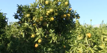 Unió de Pagesos denuncia la “greu situació” que viuen els pagesos de cítrics