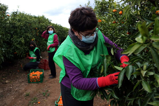 Una quarantena de voluntaris espigolen mandarines a Santa Bàrbara per donar-les a entitats socials