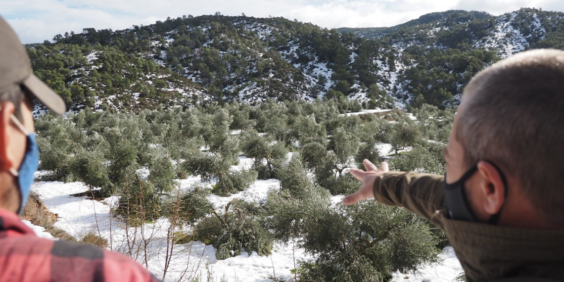 Cooperatives, UP i les DOP reclamen ajuts pels danys del Filomena en les oliveres, que prioritzen professionals i joves