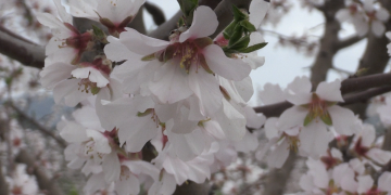 La ‘Ribera en flor’, color al confinament comarcal de la Ribera d’Ebre