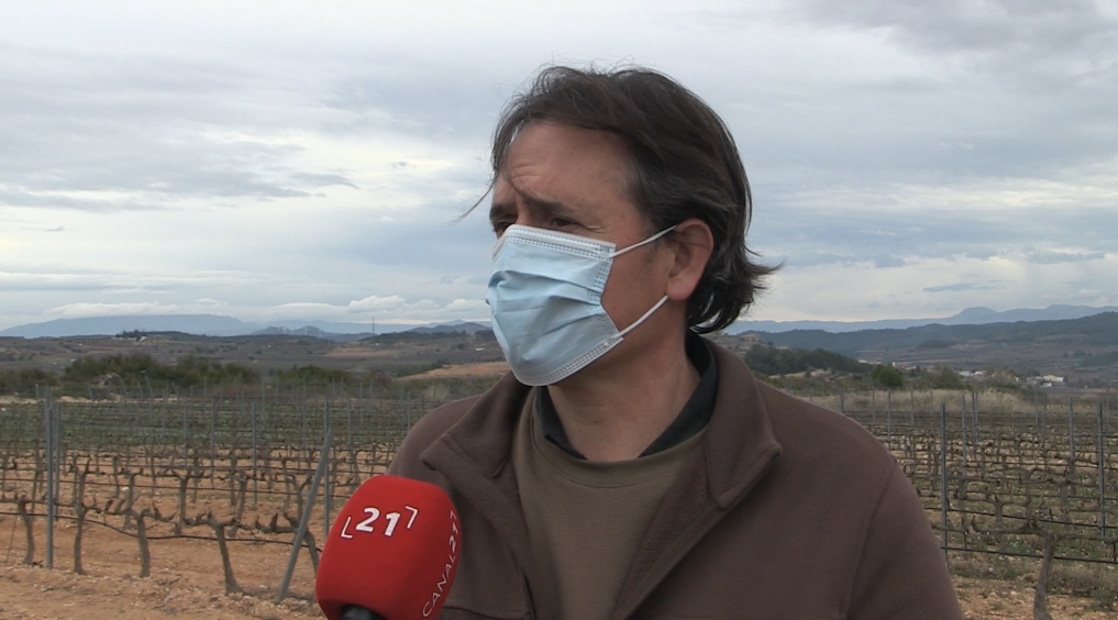 Les nevades del Filomena erradiquen el cuc del raïm