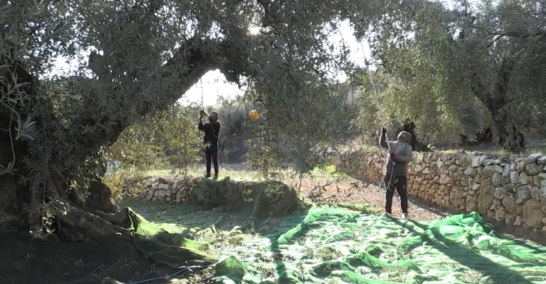 La Taula del Sénia aprova un pressupost de més de 530.000 per al 2021