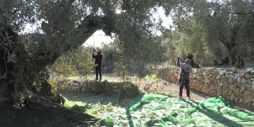 La Taula del Sénia aprova un pressupost de més de 530.000 per al 2021