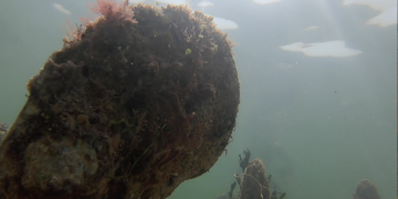 L’IRTA censarà les nacres del Delta i les traslladarà de zones de risc a llocs segurs