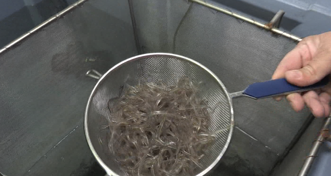 Els pescadors de Sant Jaume d’Enveja comercialitzen angules vives a través d’internet