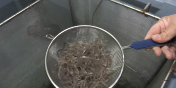 Els pescadors de Sant Jaume d’Enveja comercialitzen angules vives a través d’internet