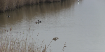 El Delta de l’Ebre registra la xifra més baixa d’aus aquàtiques hivernals dels últims anys