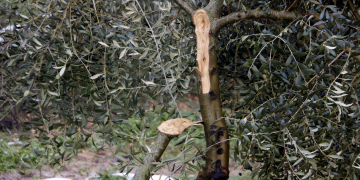 JARC denuncia la ‘lentitud’ d’Agricultura a l’hora d’avaluar els danys de Filomena en el sector de l’olivera