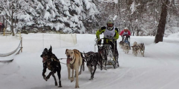 Kiko Vallespí competeix aquest cap de setmana al Campionat d’Espanya de Mushing sobre terra