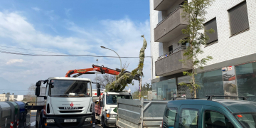 Tortosa Verda reclama un pla municipal d’arbrat i més participació ciutadana