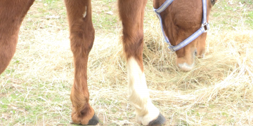 Experts recomanen controlar les aturades de cavalls a l’Ebre pel brot de rinopneumònia equina