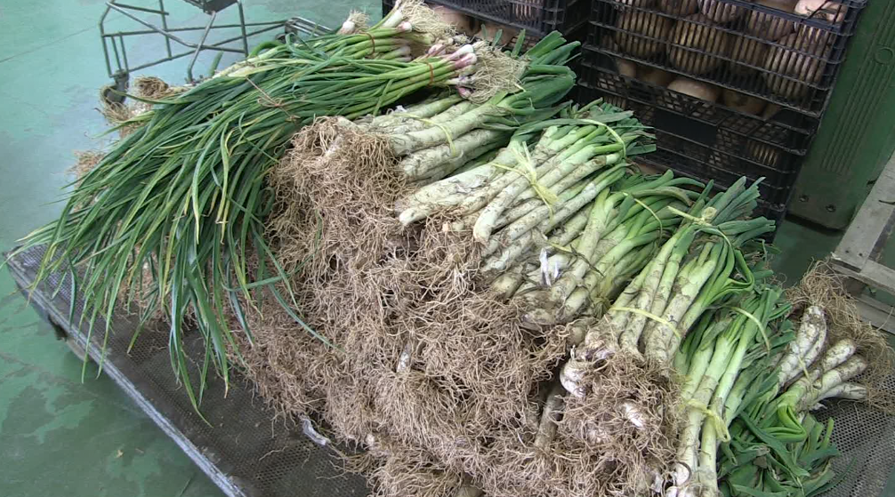 La venda de calçots es redueix per les restriccions de la covid