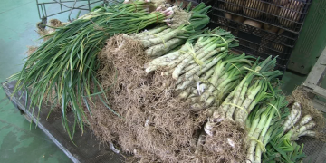 La venda de calçots es redueix per les restriccions de la covid