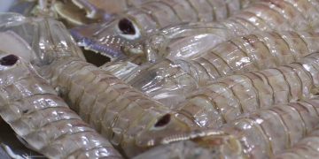 Una quarantena de restaurants participen en les VIII Jornades de la Galera