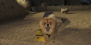 L’Ametlla de Mar habilita una zona d’esbarjo per a gossos amb un circuit d’obstacles