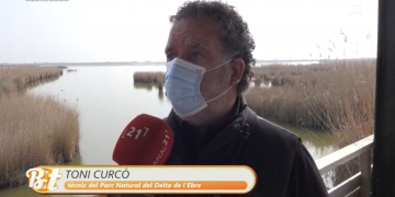 El delta de l’Ebre registra un descens d’aus aquàtiques