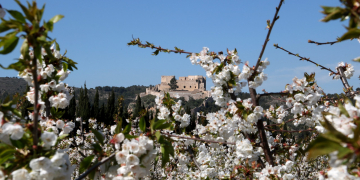 Augmenten els visitants per contemplar els camps de floració dels arbres fruiters de la Ribera d’Ebre