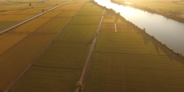Organic Delta Rice, un projecte que impula la producció d’arròs ecològic