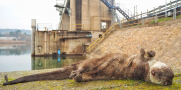 Reclamen passos de fauna a la presa de Flix per minimitzar l’atropellament de mustèlids