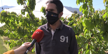 Les gelades de març faran caure un 20% la producció de cirera a les Terres de l’Ebre