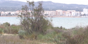 Plantació de tamarius a les platges de l’Ampolla  per a la formació de dunes i evitar la regressió