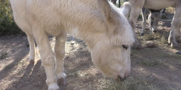 Llaberia acull ‘Pastors de Foc’ per formar ramaders catalans per prevenir els incendis