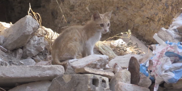 Projecte innovador de Progat per afavorir l’adopció de gats entre persones grans