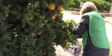 L’IRTA destinarà part de la collita cítrics d’una finca de Bítem a entitats socials