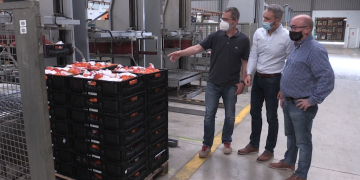 La campanya dels cítrics a l’Ebre supera les dos onades de covid amb normalitat