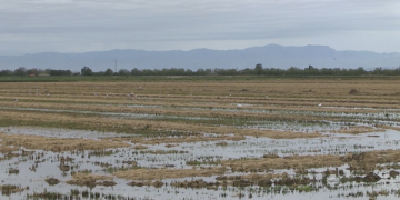 Reclamen 600 milions d’euros a l’Estat per la inacció al Delta durant 80 anys