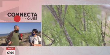 Plantació de tamarius a la platja de l’Arenal de l’Ampolla per evitar la regressió