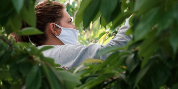 Salut realitzarà cribratges per iniciar la campanya de la fruita dolça amb garanties