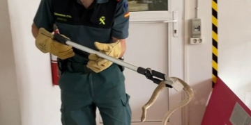 La Guàrdia Civil rescata una serp a les oficines d’una empresa de Roquetes