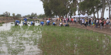 Torna la tradicional Festa de la Plantada de l’arròs a Sant Jaume d’Enveja